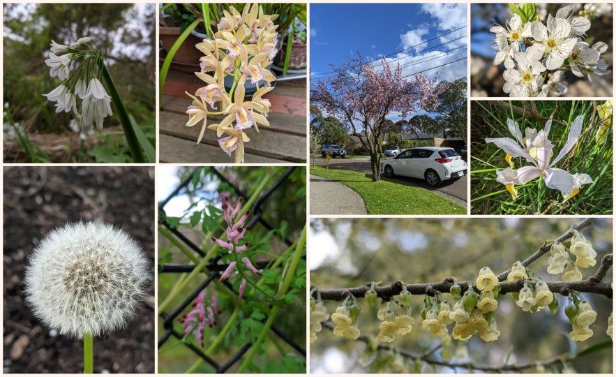 Blooming cherry blossom tree next to car, onion weed, irises - photos by LG Maria Ngo