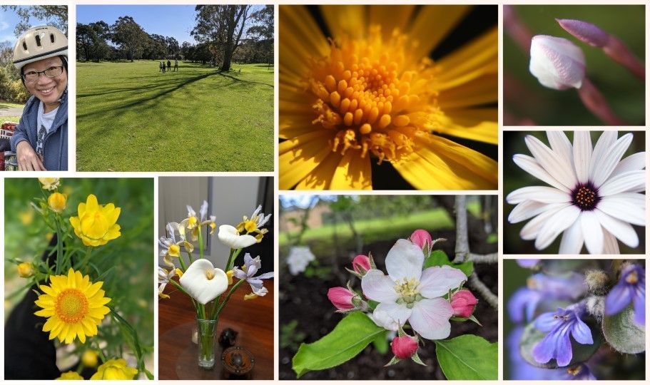 Long shadows of leafless trees, cheerful blossoms, arum lilies, blossoms, daisies, ajugas, everlastings - photos by LG Maria Ngo