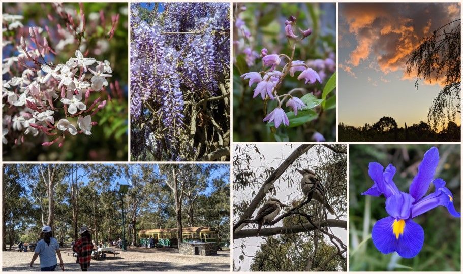 Jasmine, wisteria, dendrobium orchid, spring in the park, blue irises, kookaburra, sunset - photos by LG Maria Ngo