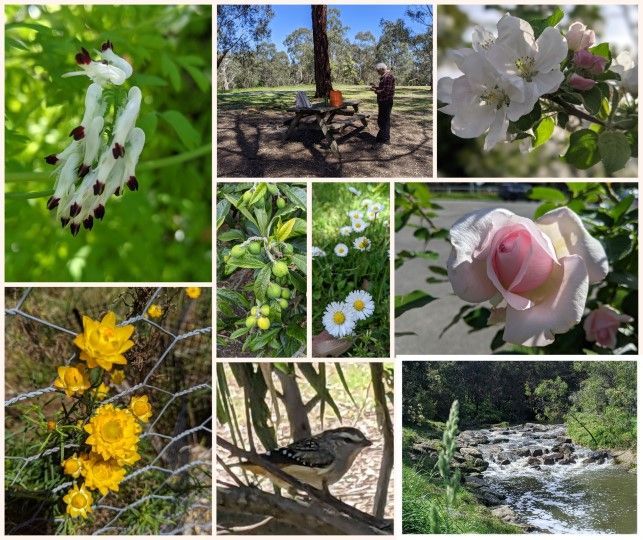 Ramping fumitory, picnic at the park, apple blossom, everlasting, quince, daisies, pardalote (small bird), noisy creek, roses - photos by LG Maria Ngo