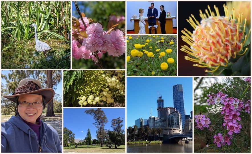 Grey headed heron, wattle, park, blossoms, Melbourne city, protea - photos by LG Maria Ngo