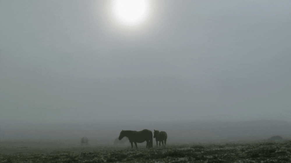 Caption: Beautiful Mérens or Castillonais grazing in the early morning mist over the Pyrenees (LG: @AdamGT)