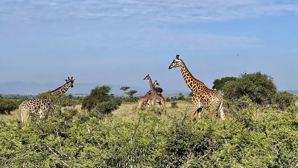 Caption: A photo of giraffes roaming around the Nairobi National Park. (Local Guide Dylan Fang)