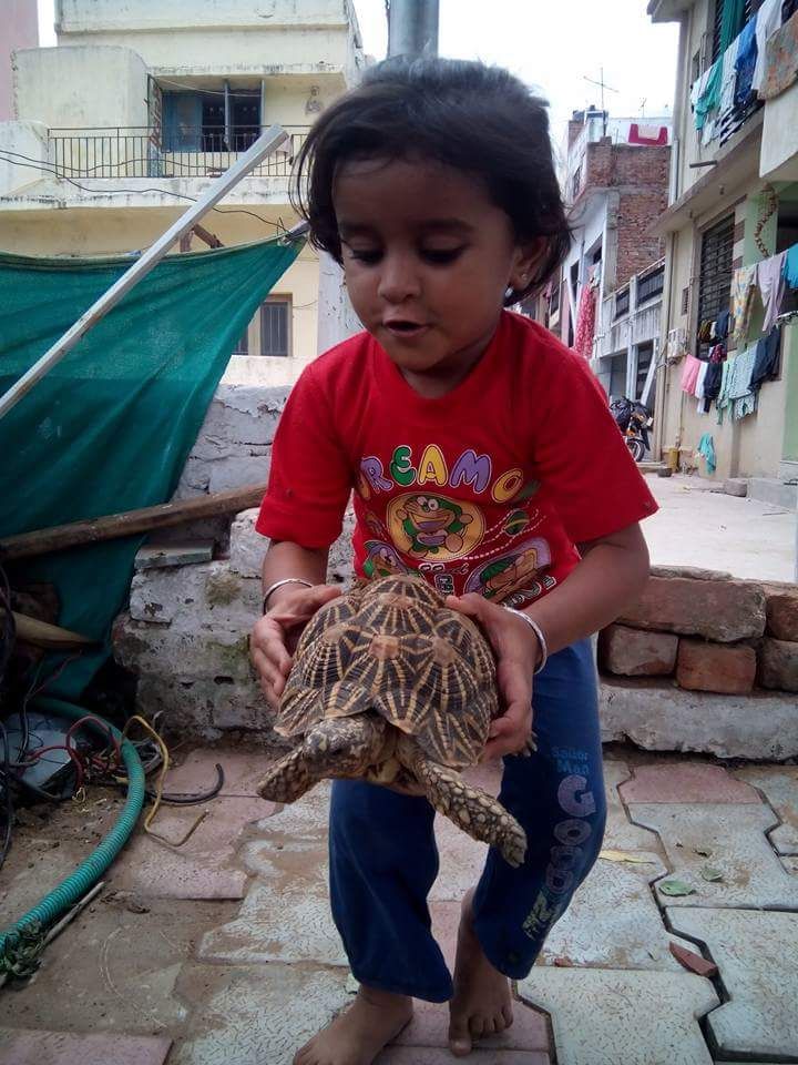Playing with turtle