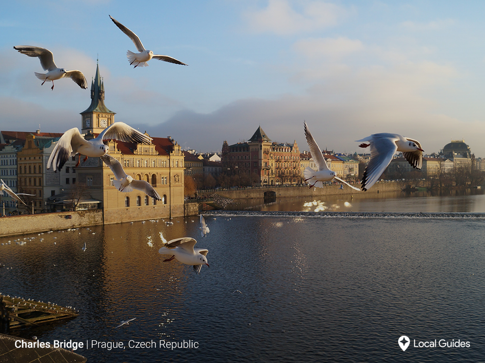 Action shot! Gulls take flight over Prague
