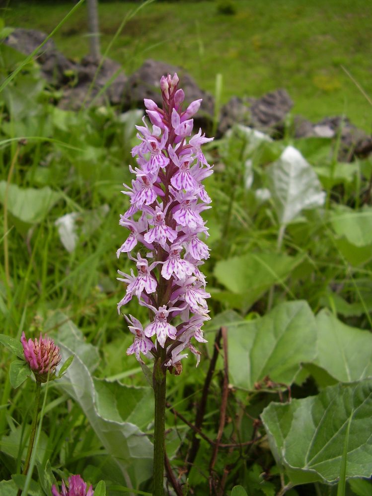 Orchids in the alps