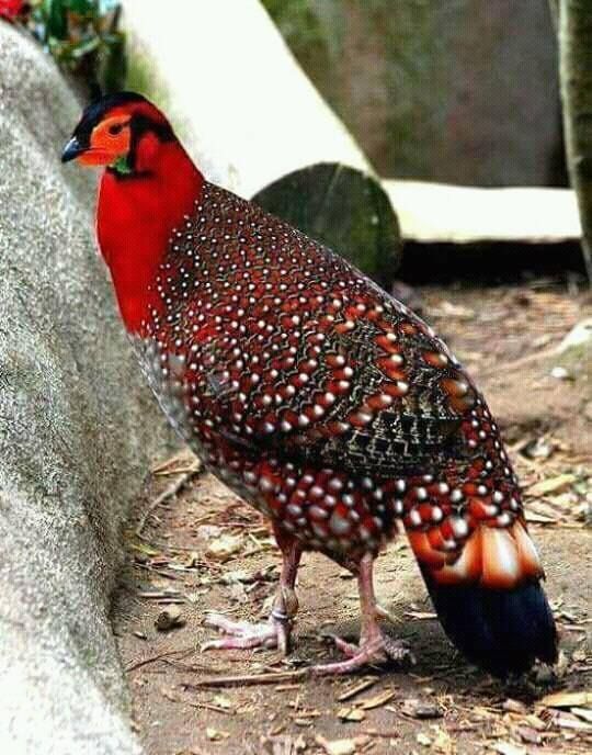 Danphe - the national bird of Nepal :)