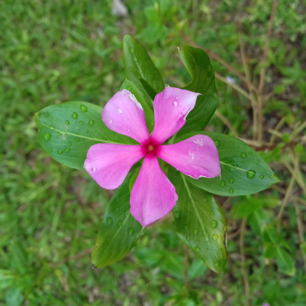 Flower with five petals