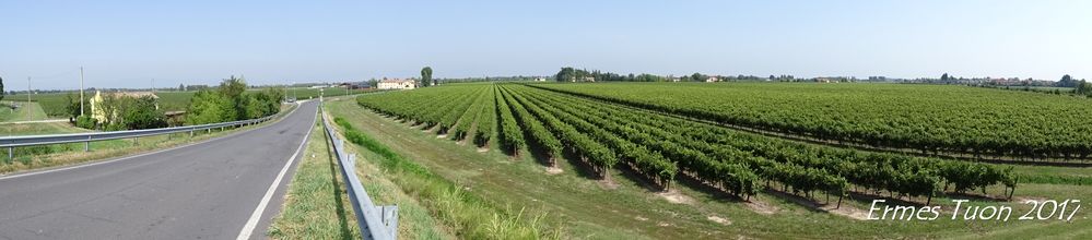 vineyards near Treviso