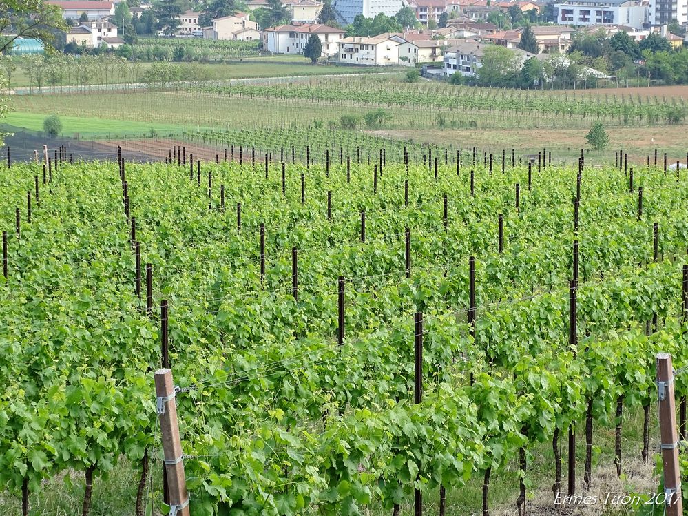 vineyards in the Montello Hills - springtime