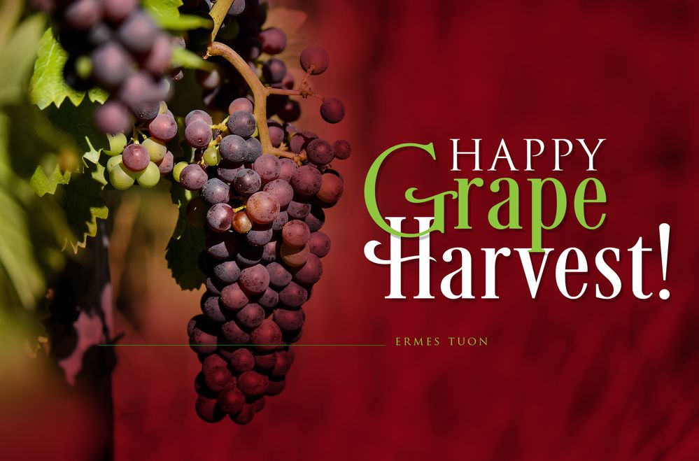 Happy Grape Harvest Ermes