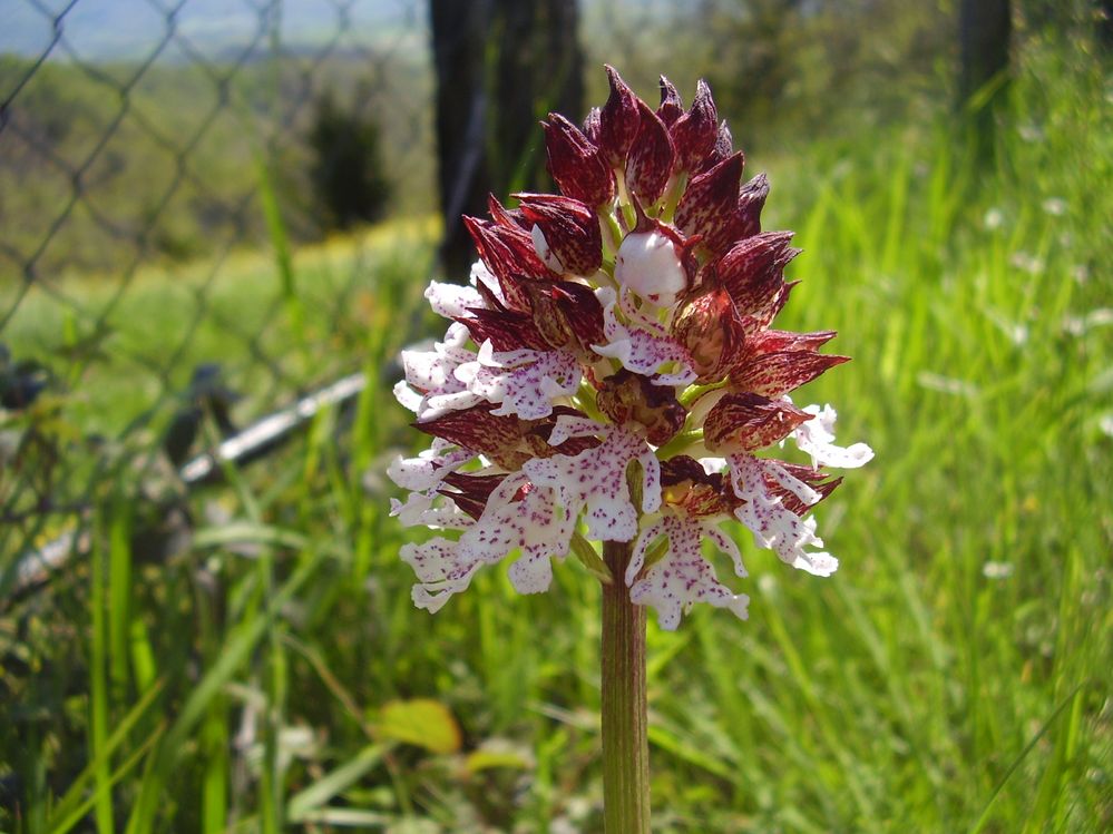 Vicchio (Florence) - Wild Orchid