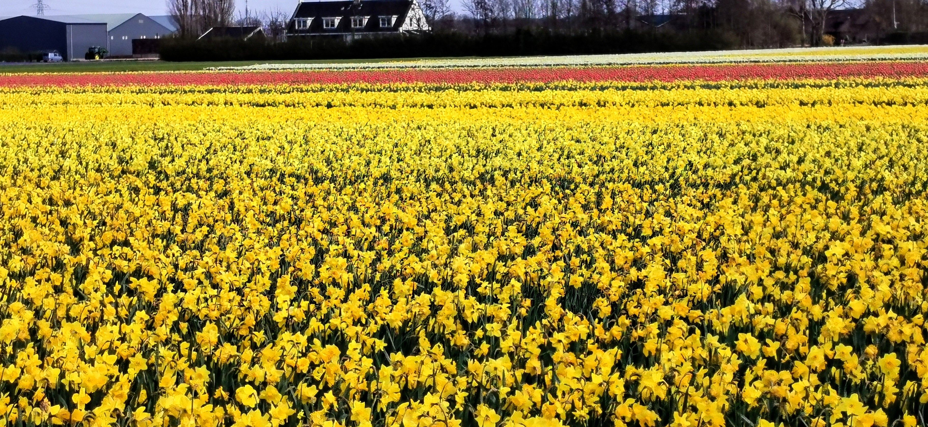 Daffodils fields