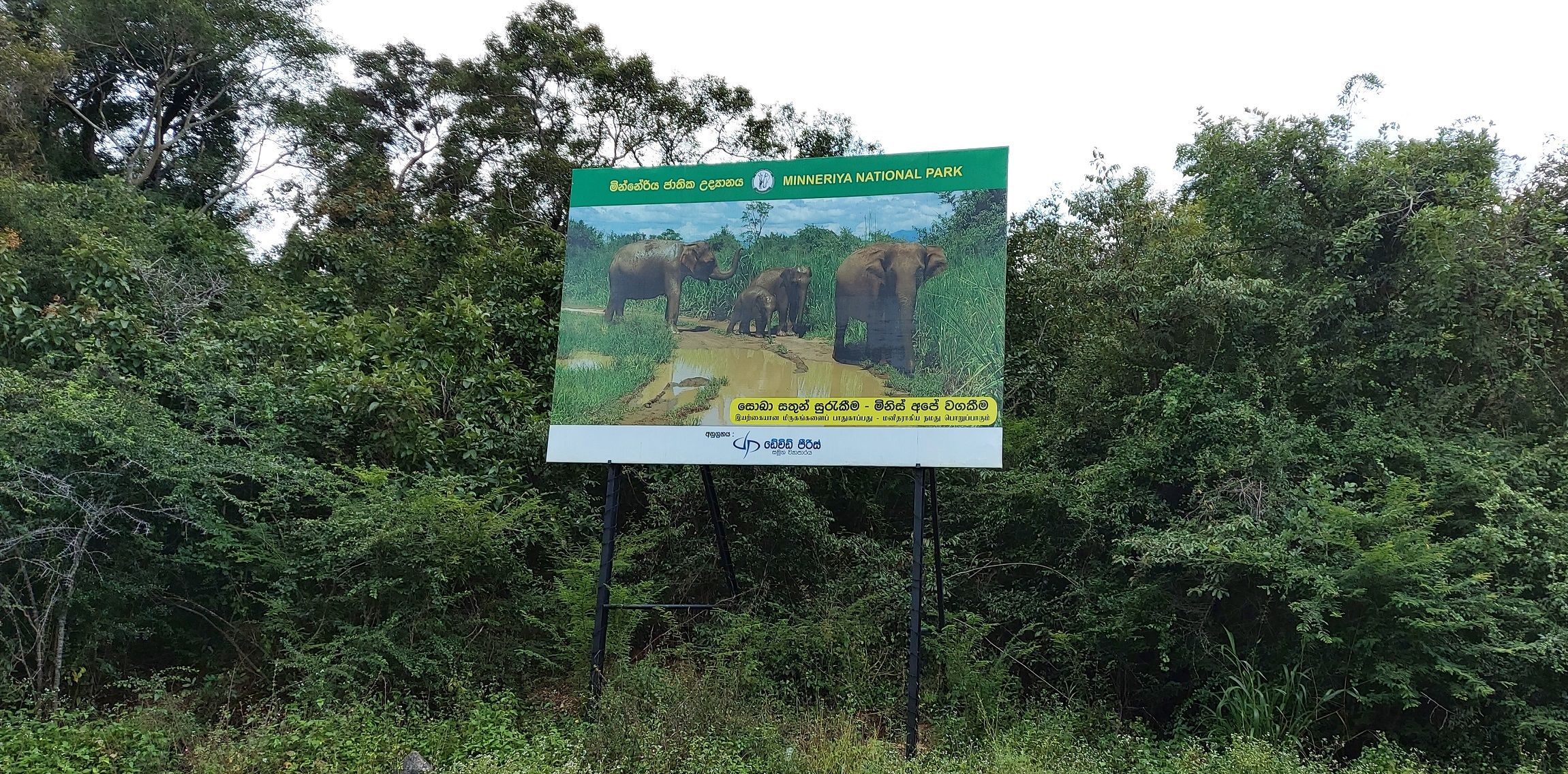 A board with group of wild elephants