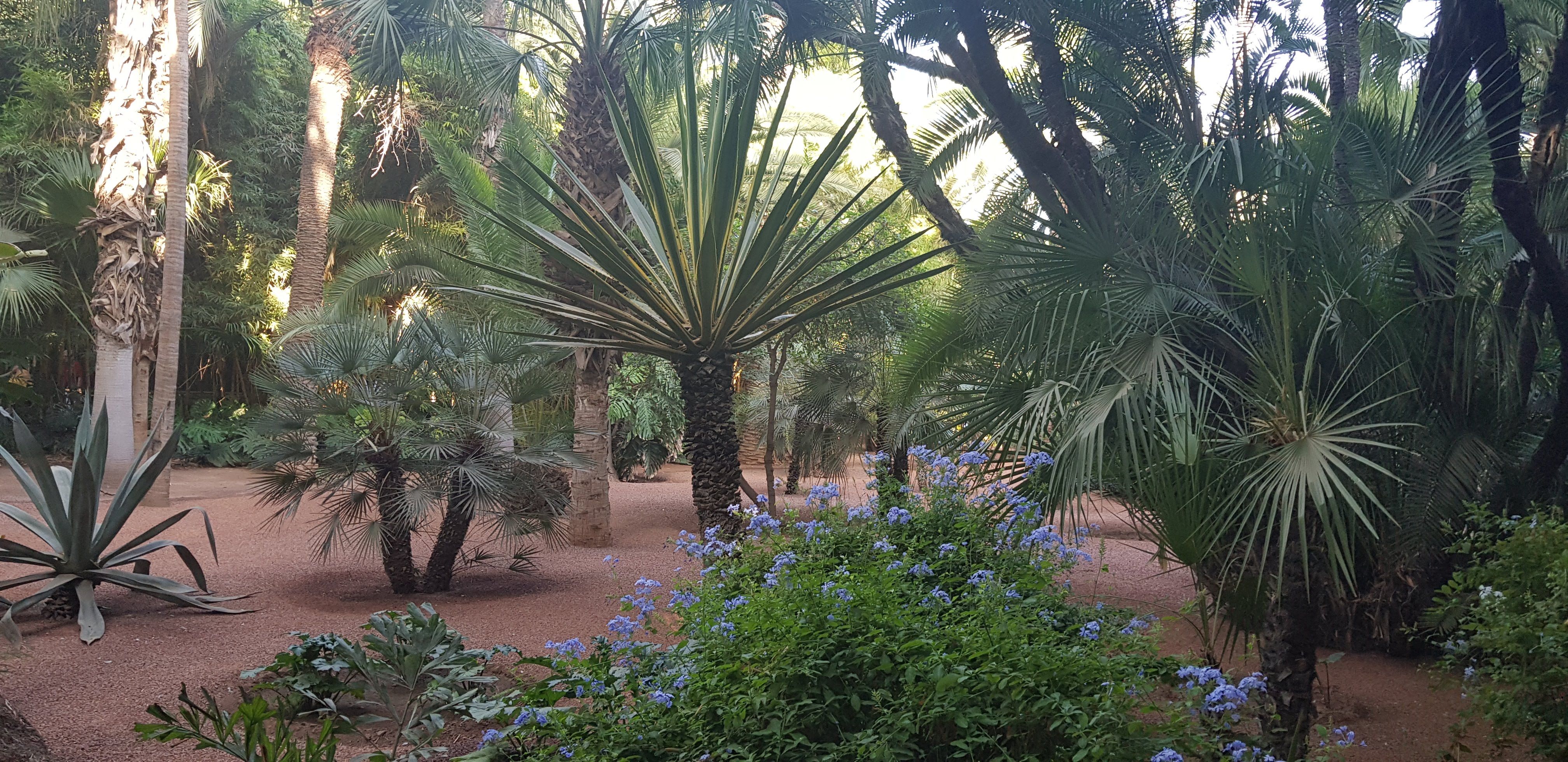 Caption: A photo of different types of palm trees and flowers at the Majorelle Garden, Morocco.
