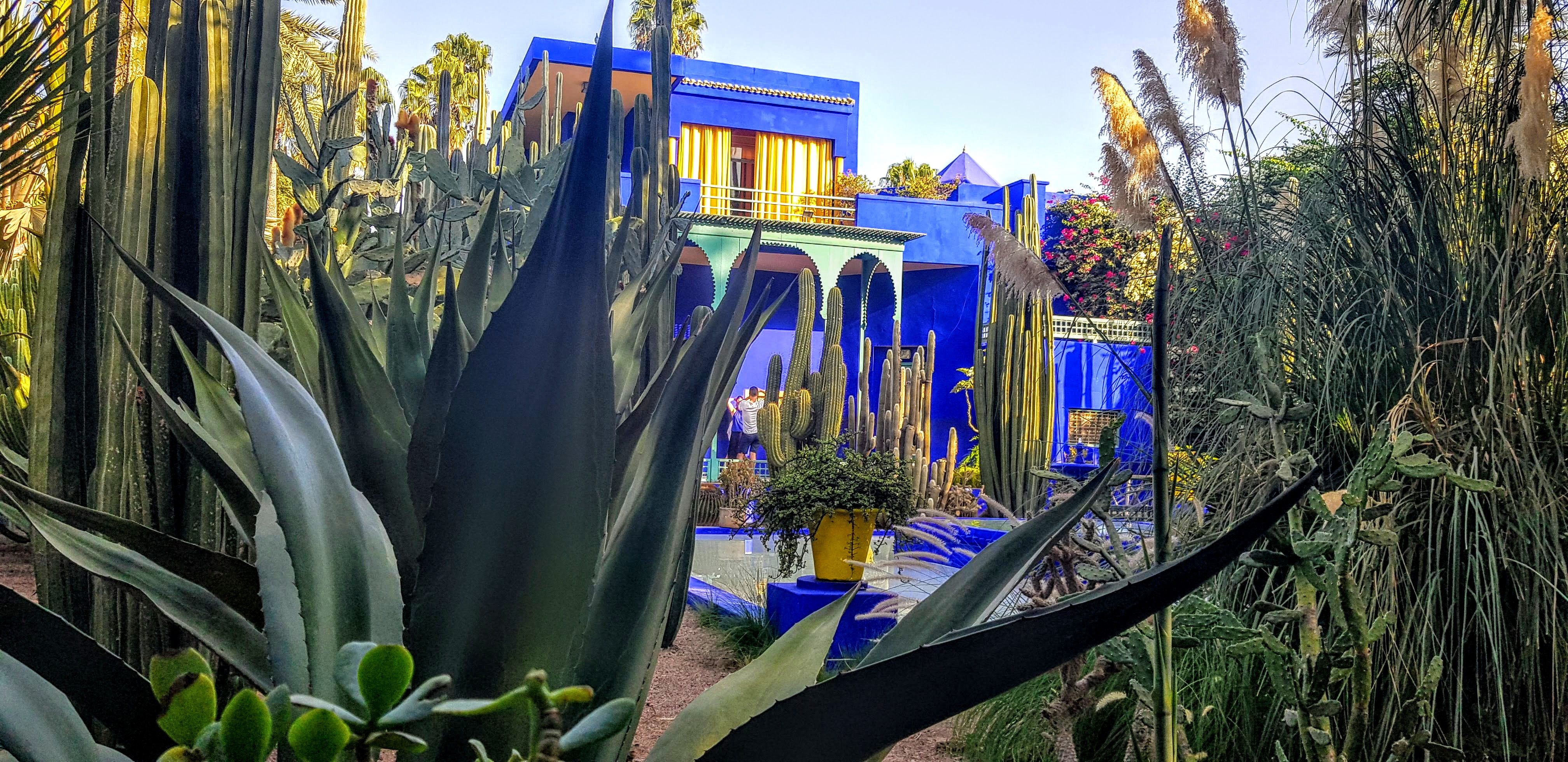 Caption: A photo of the blue-and-yellow house of the French artist Jacques Majorelle, hidden behind some reeds and cacti at the Majorelle Garden, Morocco.