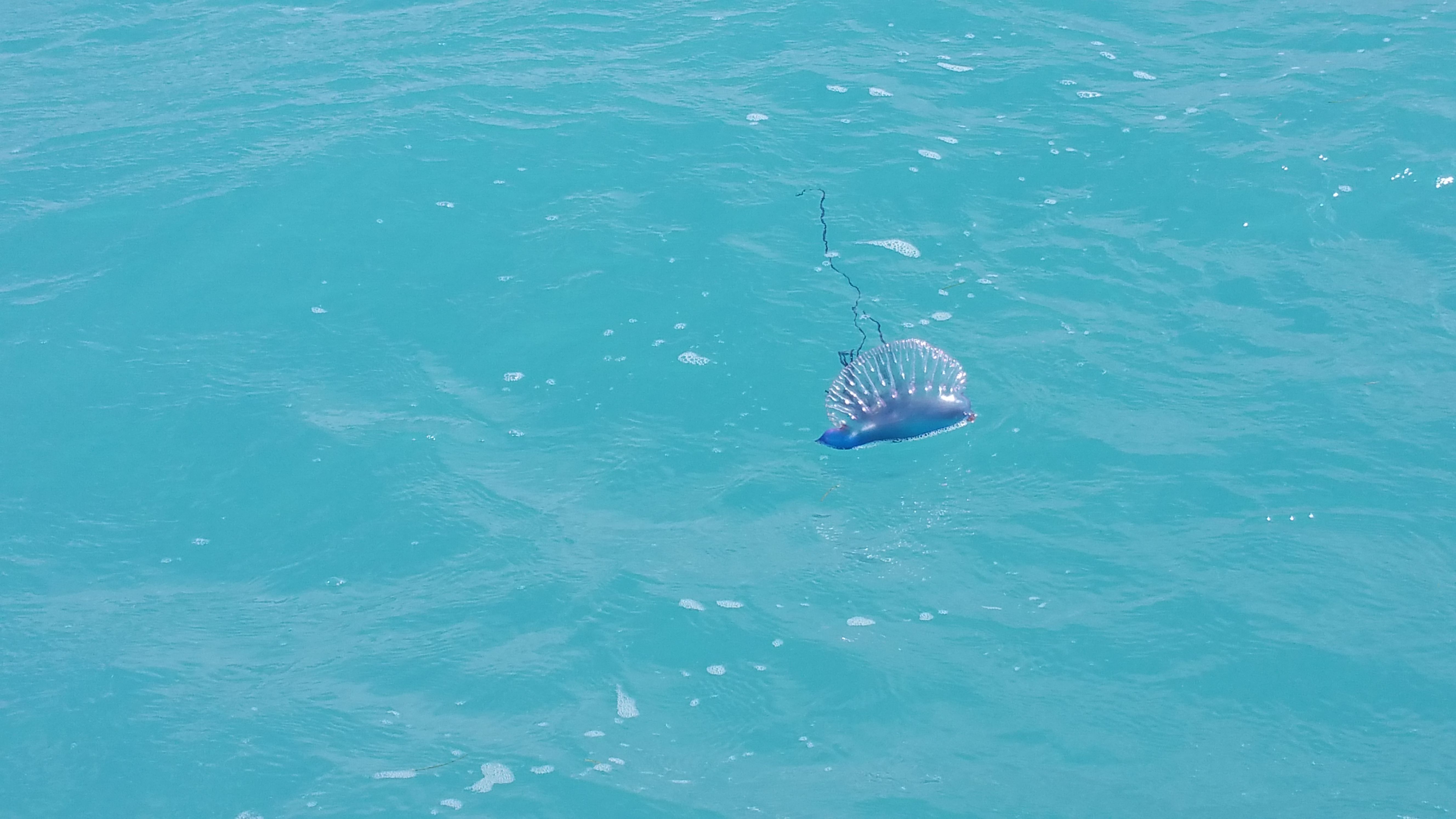 A Portuguese man-of-war floating in the water off the coast of the Florida Keys.