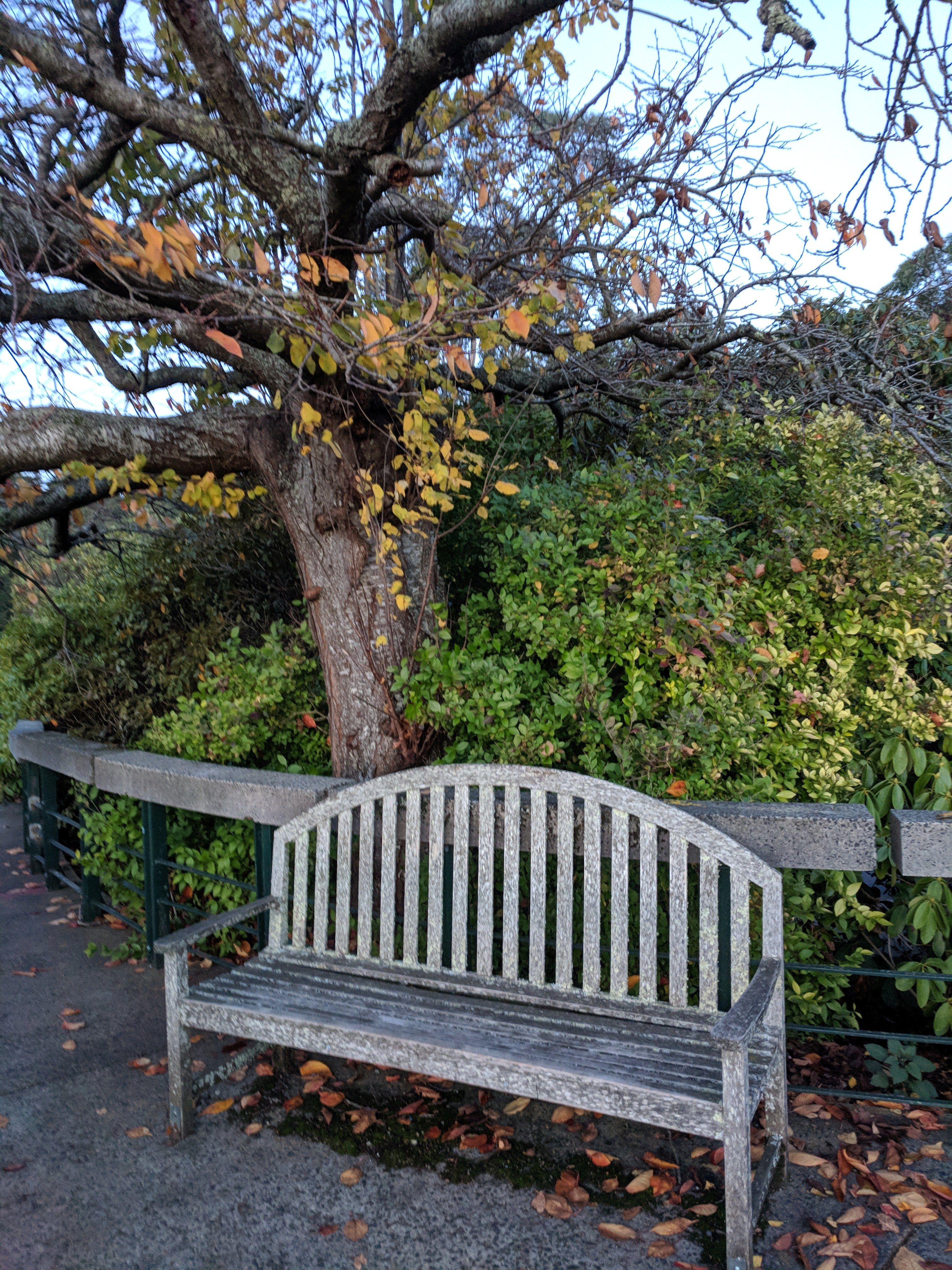 Caption: A bench for resting