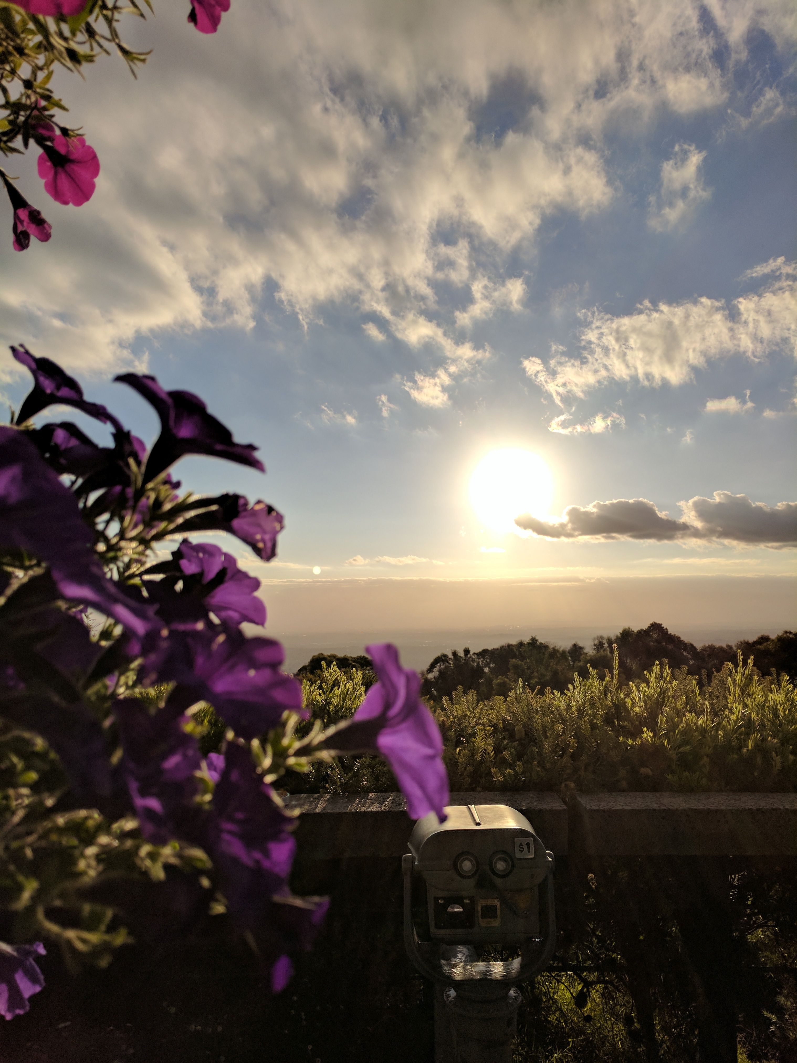 Caption: Violet flowers and sunset in background