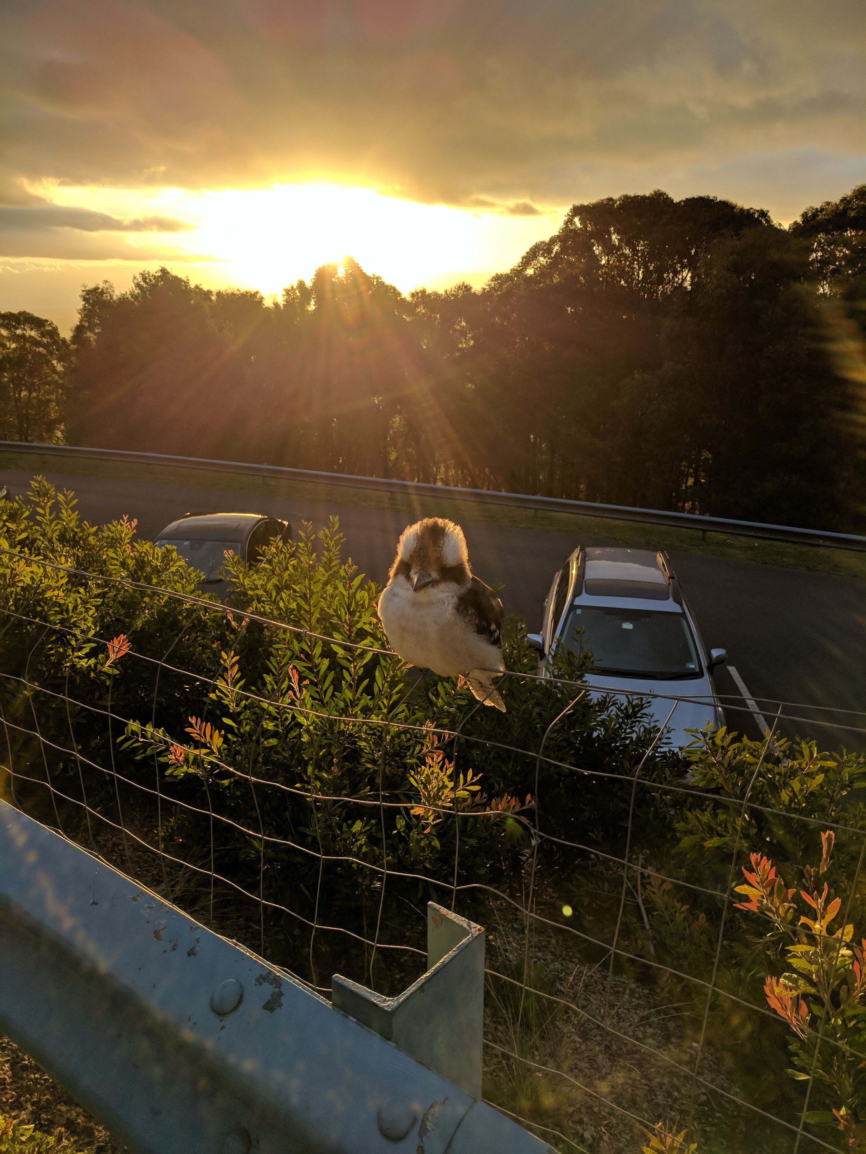 Caption: A Kookaburra sitting on fence with sunset in background