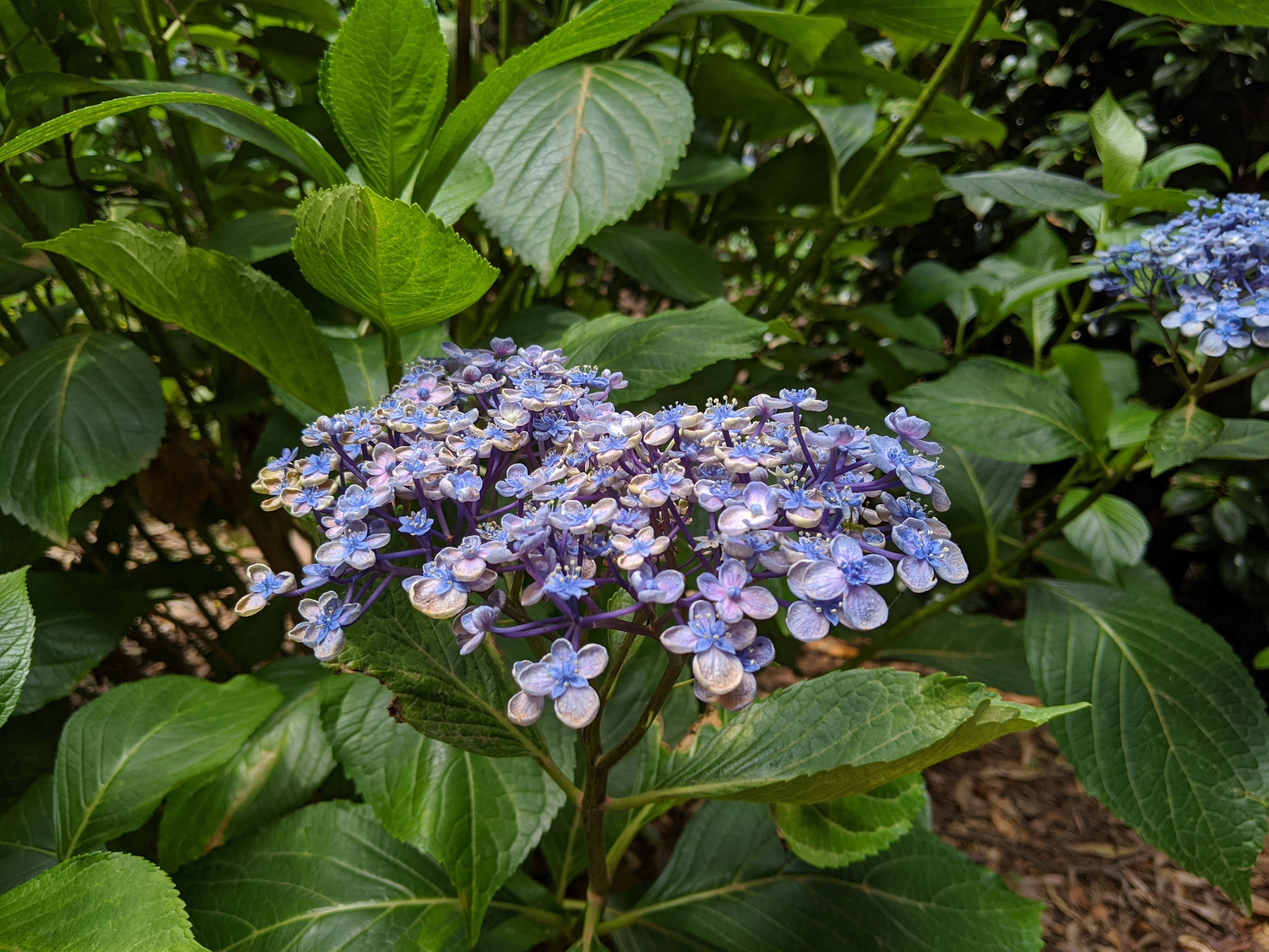 Caption: Beautiful blue flowers