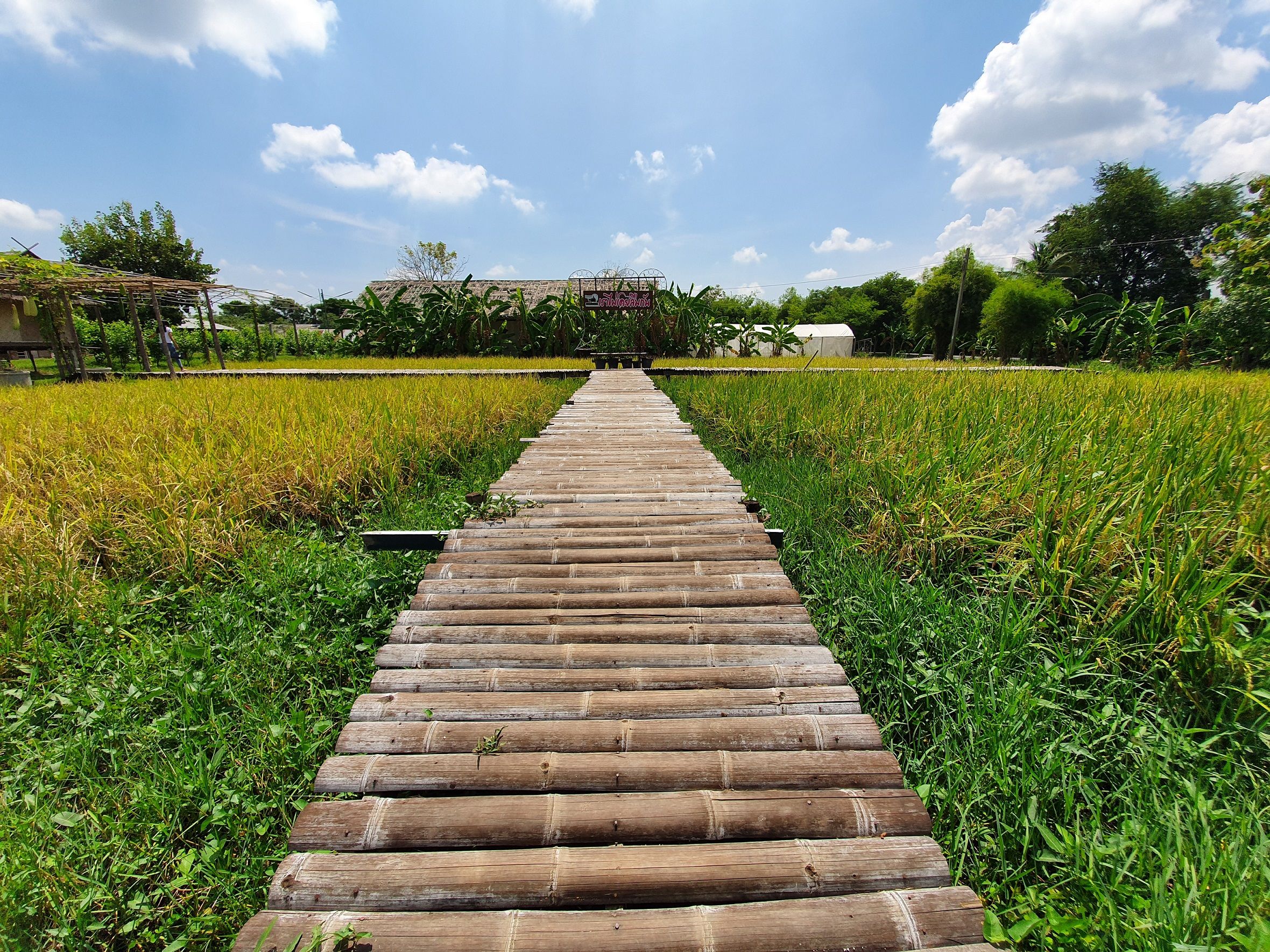Bamboo walking path in rice fields, Buffalo Village