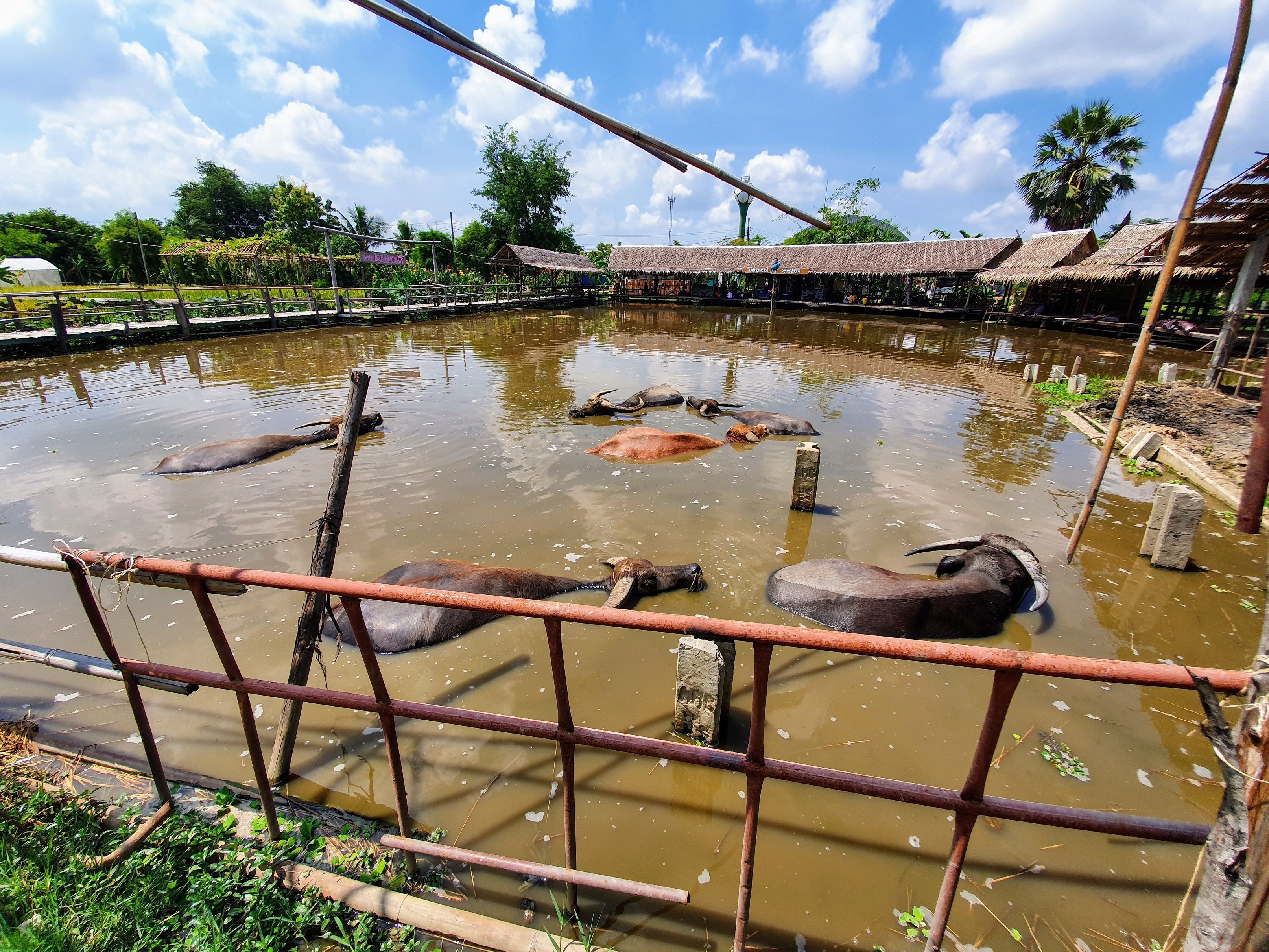 Buffaloes are relaxing in a pond, Buffalo Village
