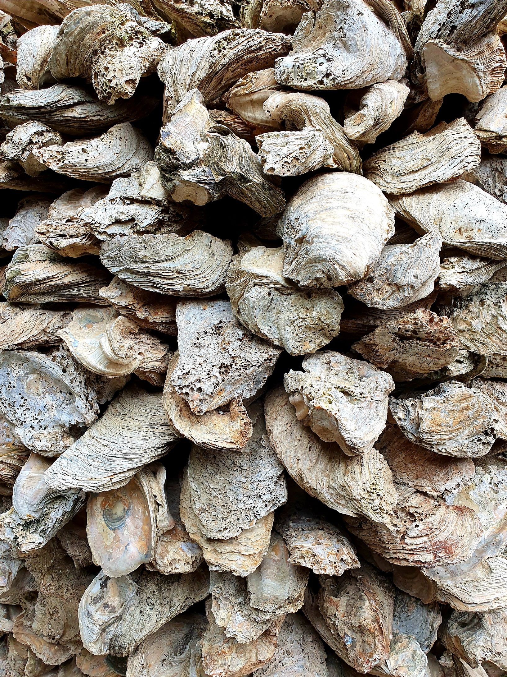 Giant oyster shells, Wat Chedi Hoi, Pathum Thani, Thailand