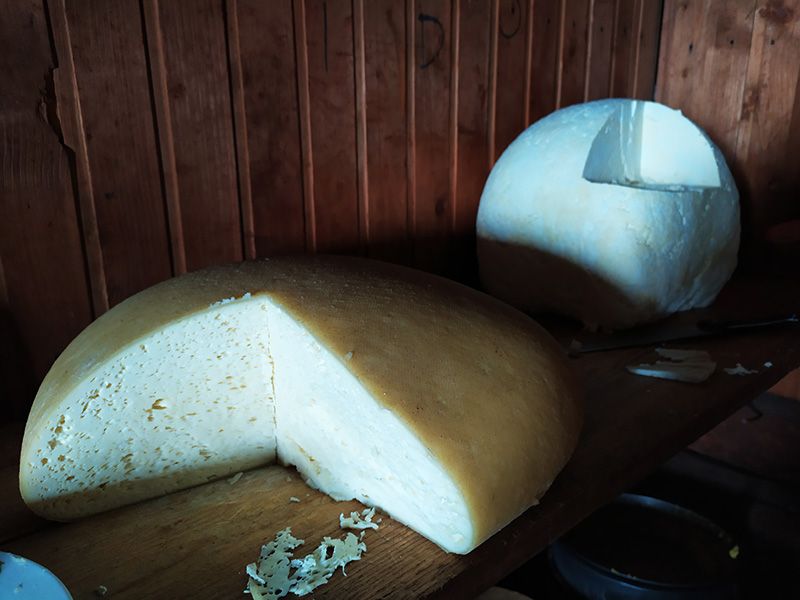 Cheese from Carpathian Mountains
