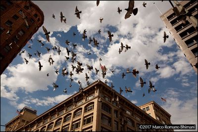 Pigeons. Downtown Los Angeles. 2017