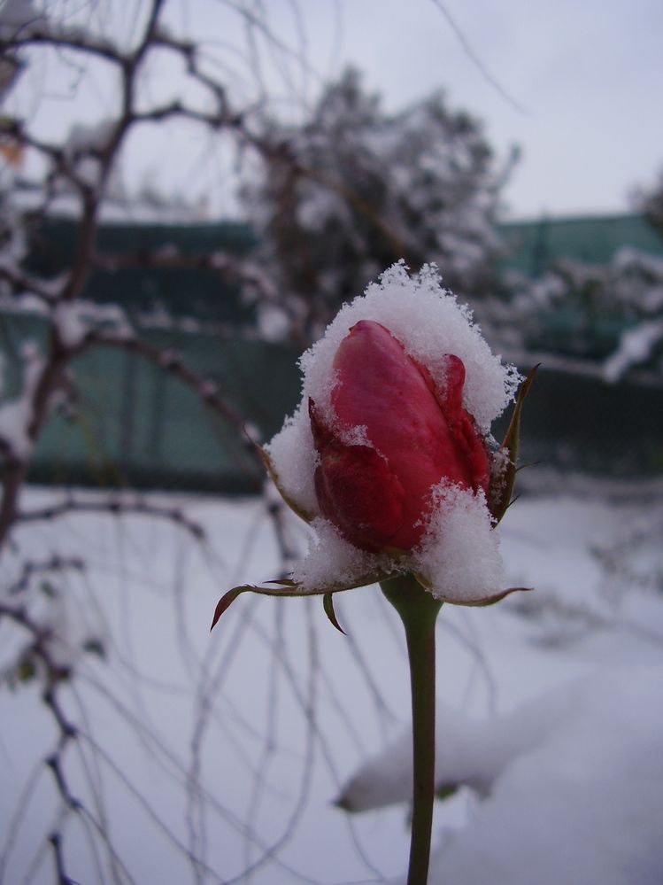 Caption: A frozen rosebud on December 2009 - Photo credit: Local Guide @ermest