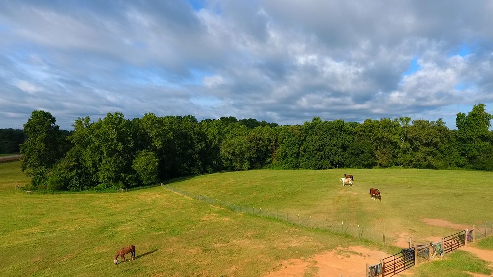 Local horse farm in N. GA.