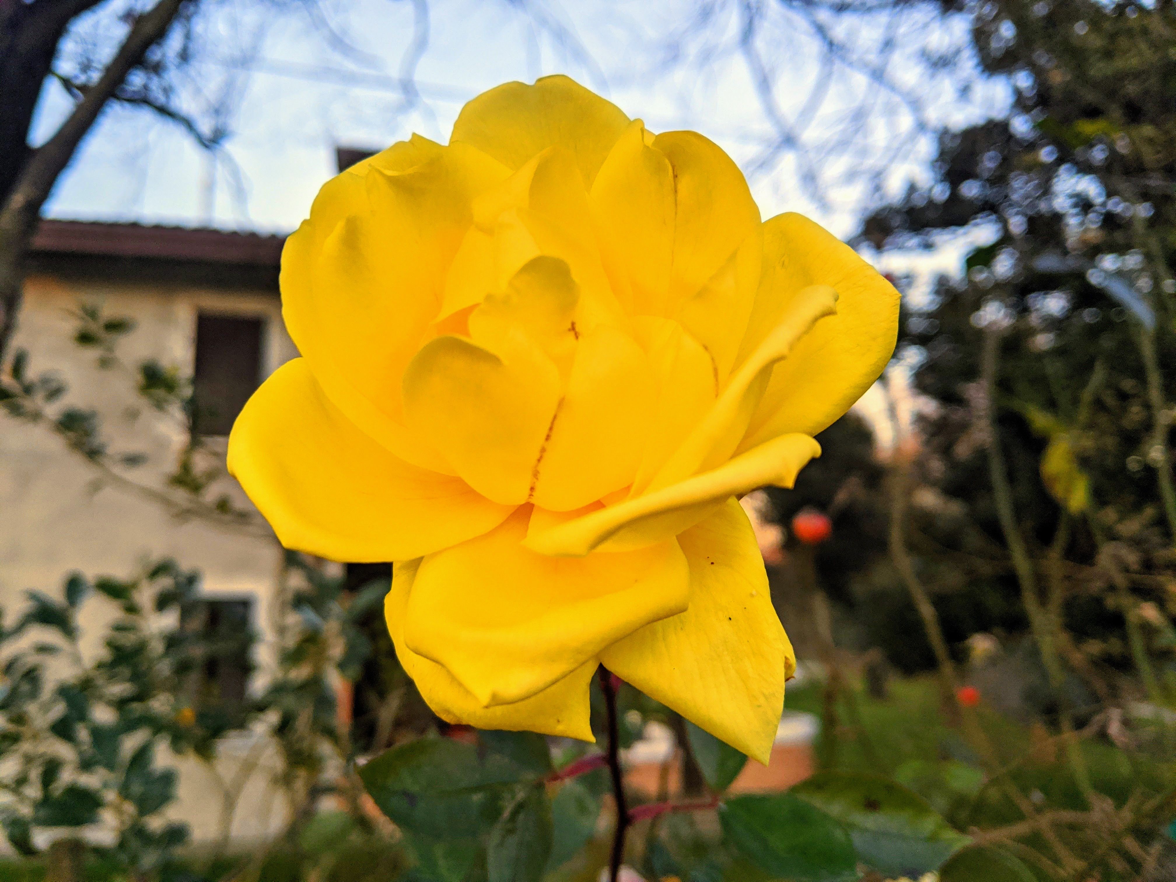 Caption: a beautiful Yellow rose, on January 3rd - Photo credit: Local Guide @ermest