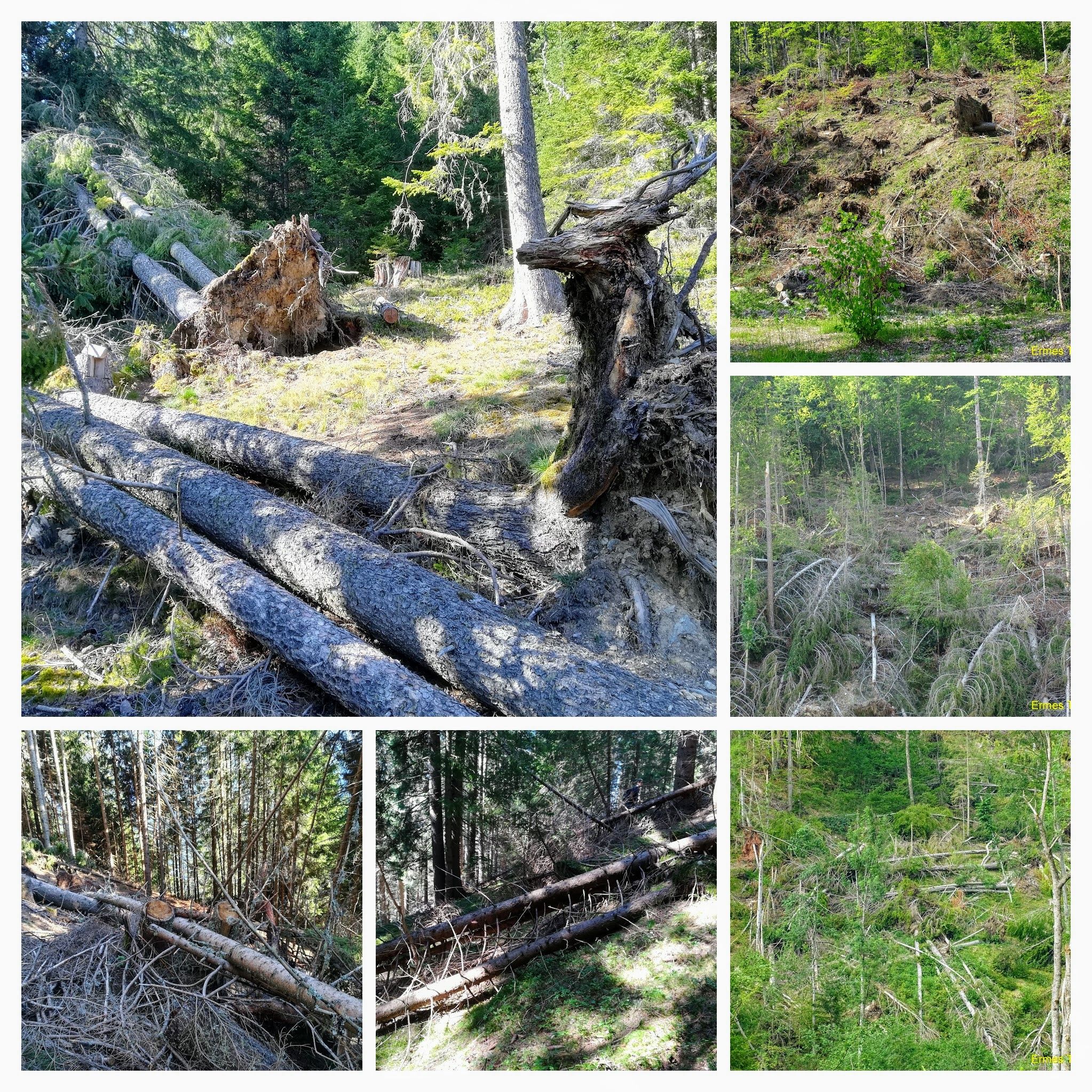 Caption: photos of fallen trees taken on Dolomite Mountains on the spring of 2019, documenting the change in the woods - Photo Credit Local Guide @ermest