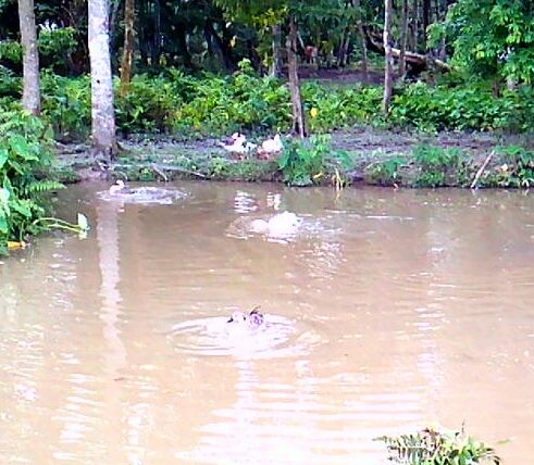 Ducks playing in a pond near the school