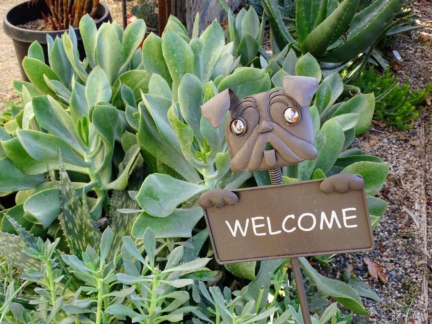 Caption: a welcome sign at the entrance of the garden, with Succulents on the background - photo @ermest