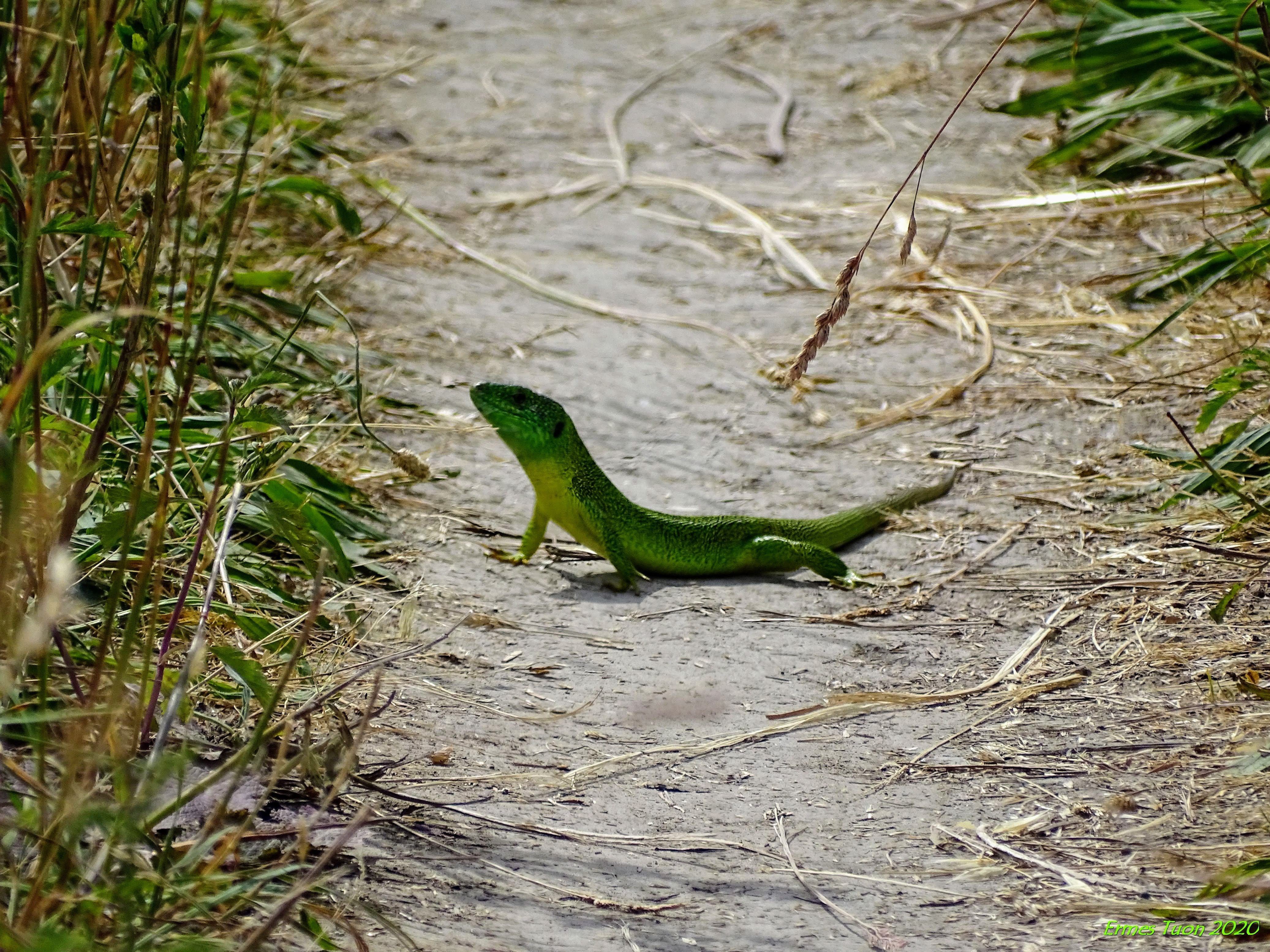 Caption: a green lizard blocks my way, convinced not to be seen - photo @ermest