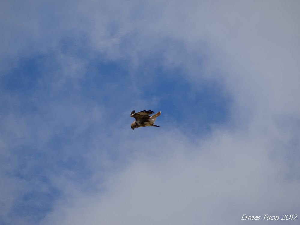 Caption: an hawk, motionless in the wind - Local Guide @ermest