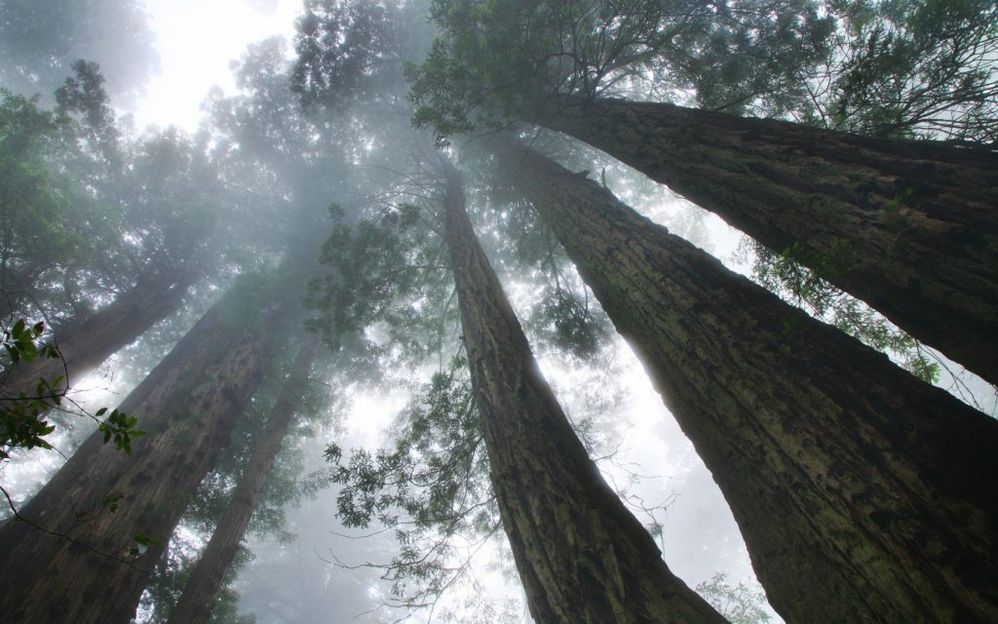 Final-Redwood-National-Park-USA181307375-1680x1050-1024x640.jpg