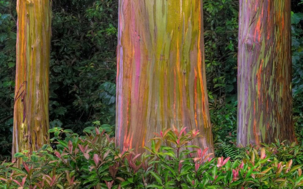 Final-Rainbow-Eucalyptus-ForestDA6PK1-1680x1050-1024x640.jpg