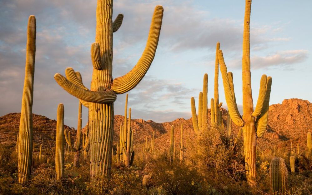 Final-Saguaro-Cactus-ForestAWL_US03JWI0554-1680x1050-1024x640.jpg