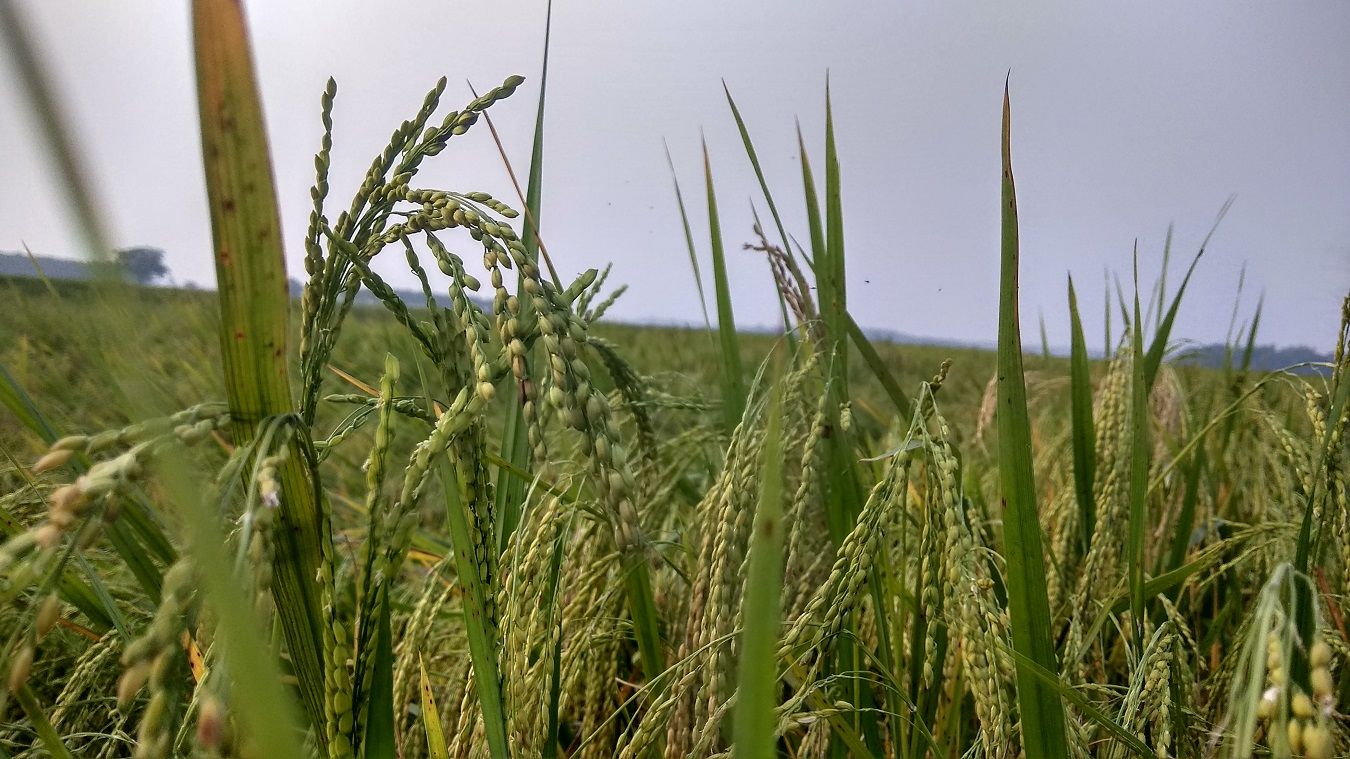 Rice Field - My Click