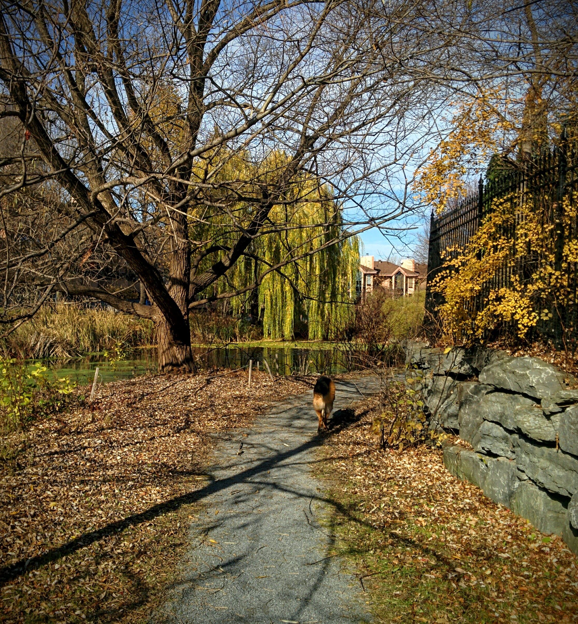 Nuns Island dog walk -Montreal Quebec.jpg