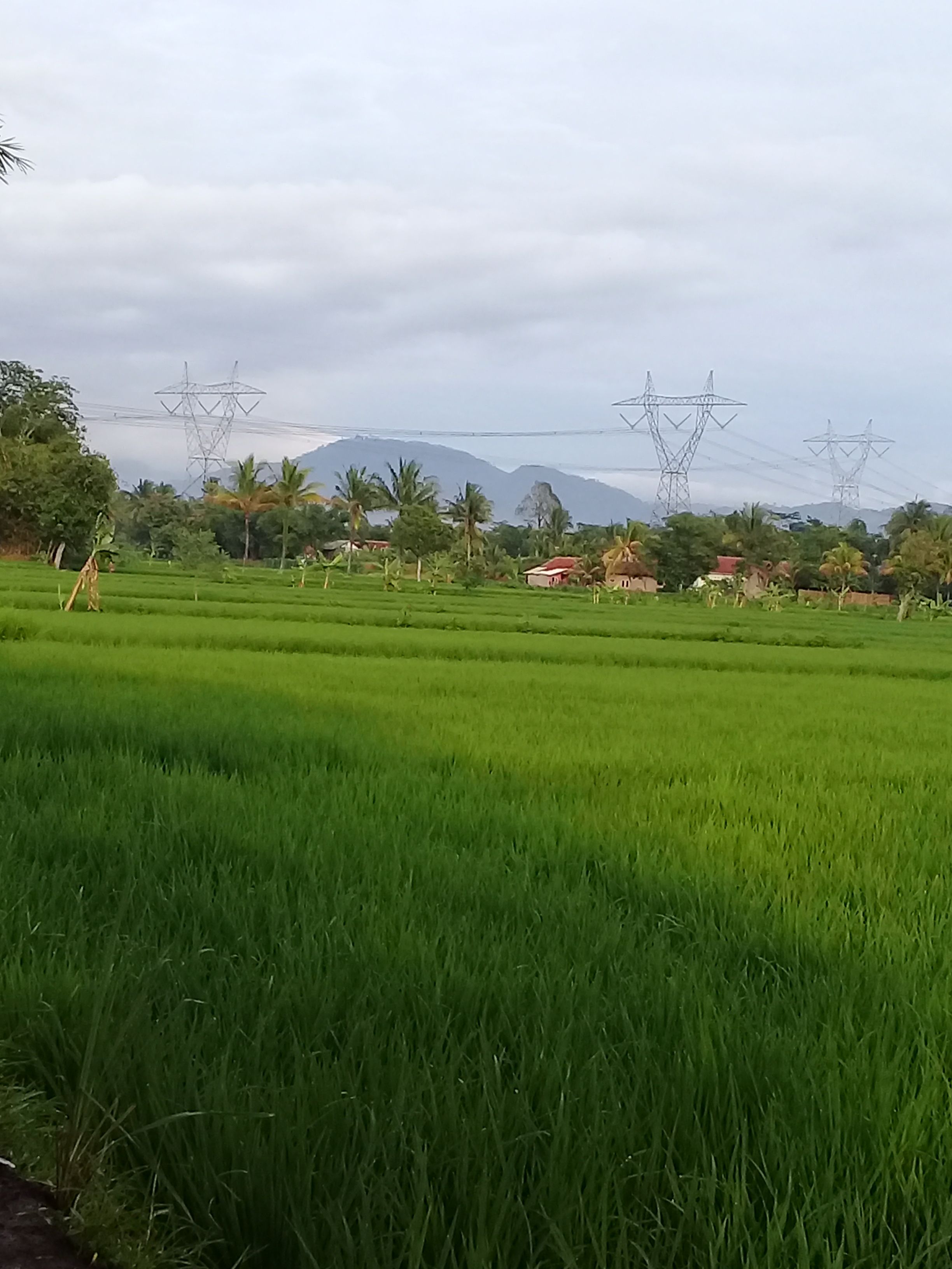 Hamparan sawah yg hmpir habis sama pabrik