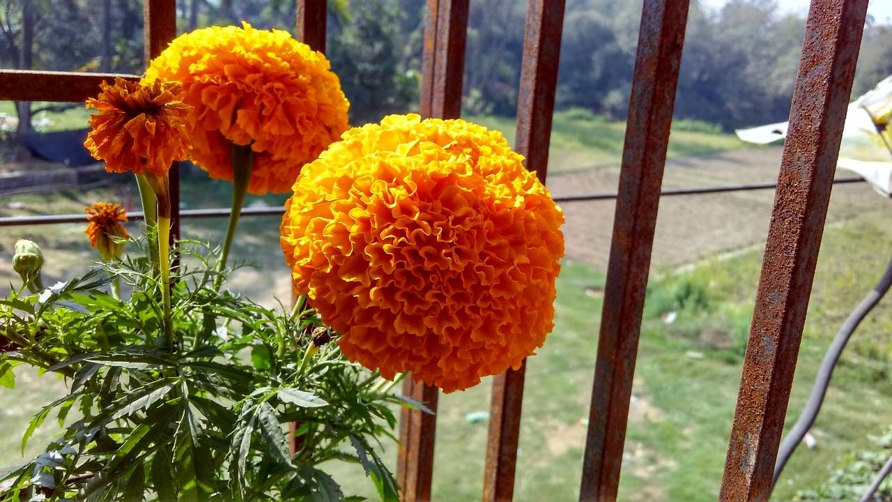 Mug Flower or Marigold