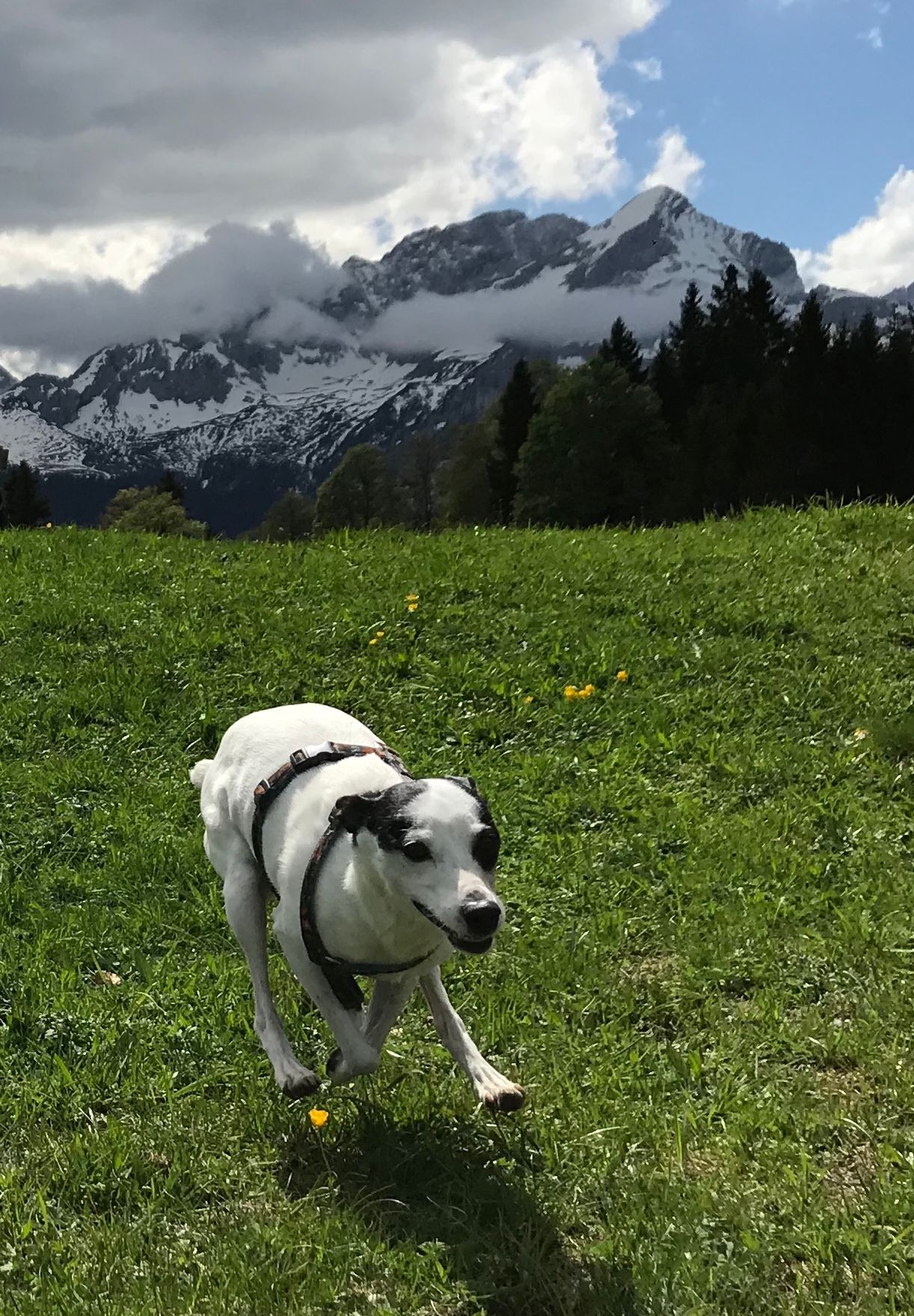 Flying dog. Garmisch-Partenkirchen