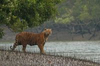 Sundarbans National Park,Khula