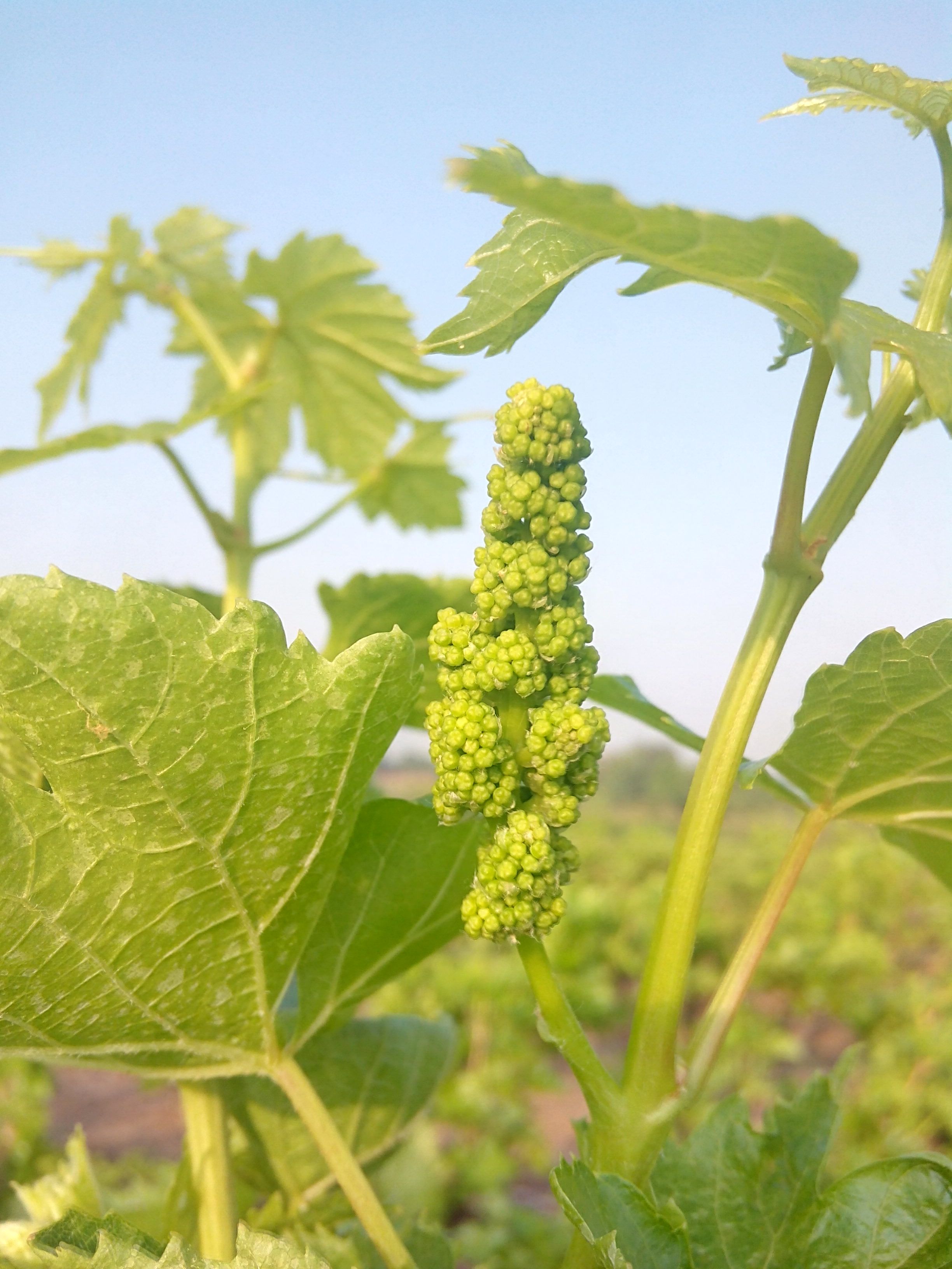 flowering stage of grapes
