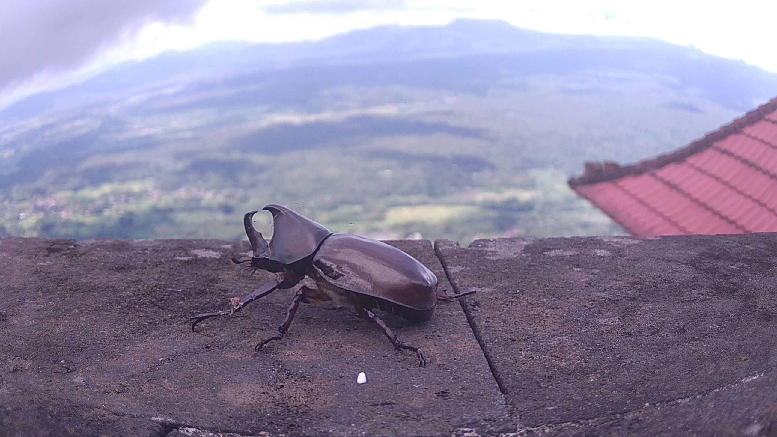 Wild bug from the top