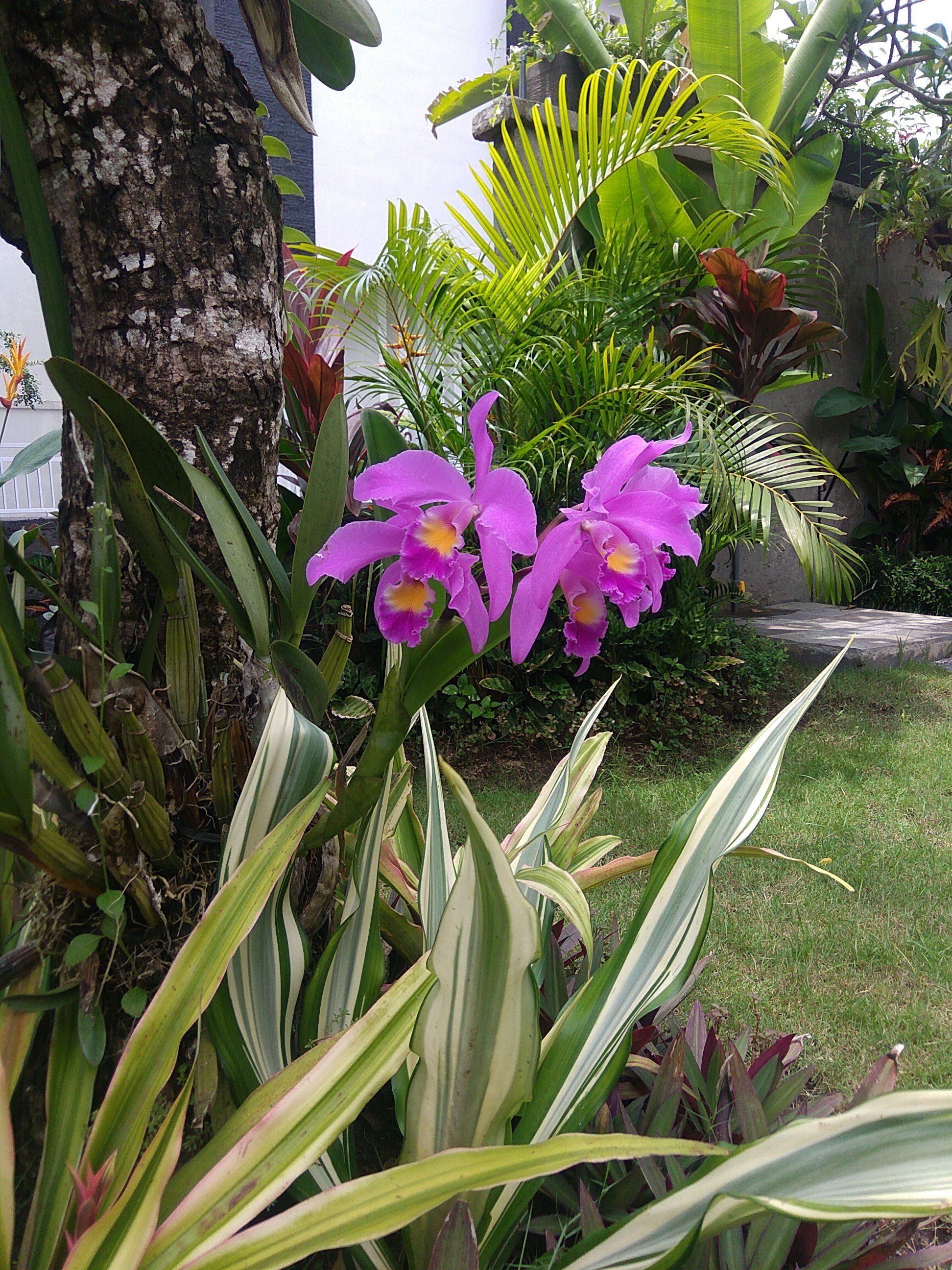 Morning bloom